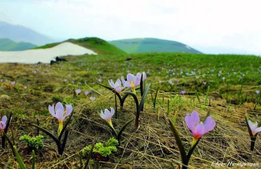 գարուն