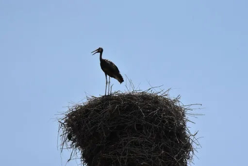 արագի