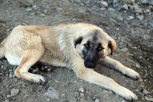 սահման 