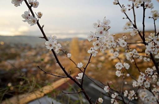 անձրև