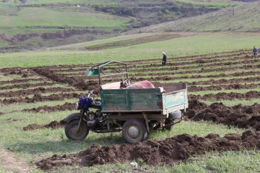 այգի