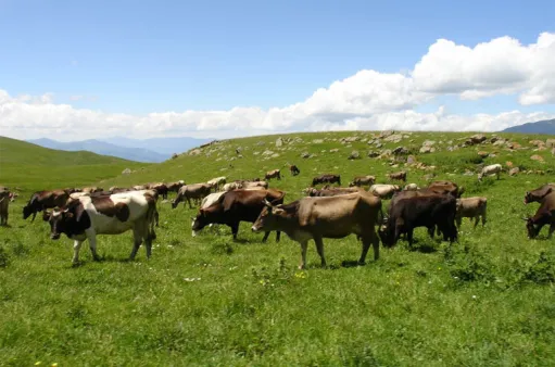 Հասարակական