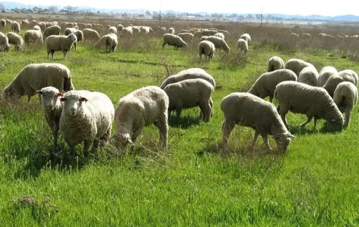 Հասարակական