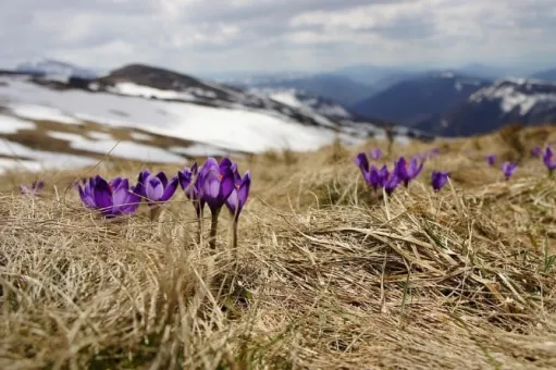 գարուն