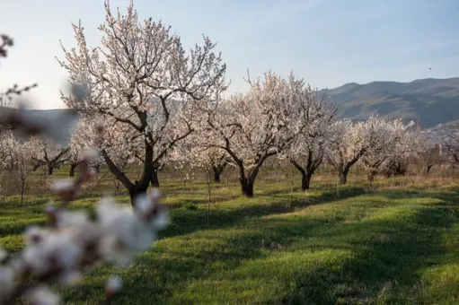 գարուն