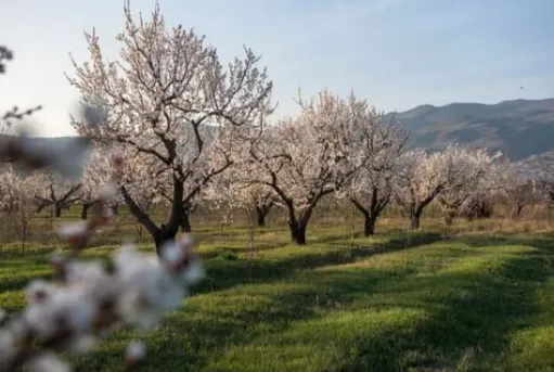 գարուն