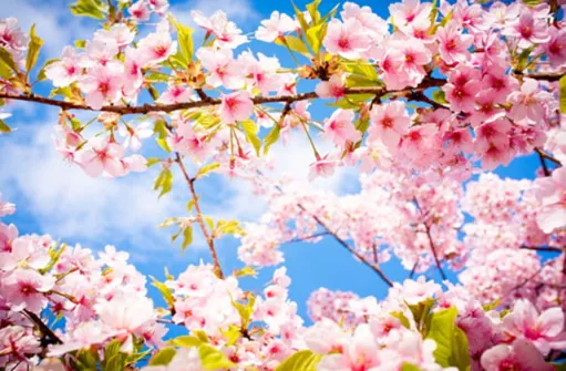 cherry-blossom-spring