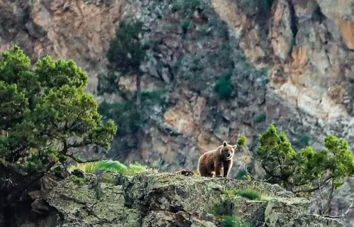 արջ